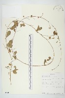 藏品(野牽牛)的圖片