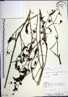 藏品(光果龍葵)的圖片