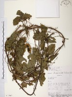 藏品(西番蓮、百香果)的圖片