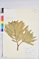 藏品()的圖片