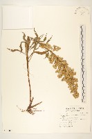 藏品(一枝黃花)的圖片