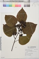 藏品(枳椇)的圖片