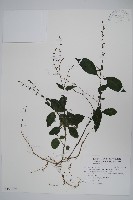 藏品(針刺草)的圖片