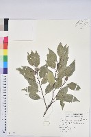 藏品(圓果青剛櫟)的圖片