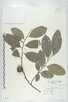 藏品(黃心柿)的圖片