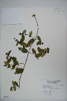 藏品(無梗忍冬)的圖片