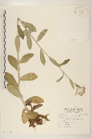 藏品(紅面番)的圖片