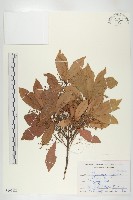 藏品(杜英、山杜英、蘭嶼杜英)的圖片