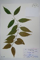 藏品(毛瓣蝴蝶木)的圖片