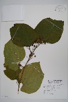 藏品(華八角楓)的圖片