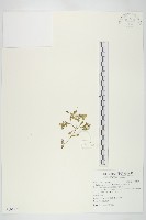 藏品(星果佛甲草)的圖片