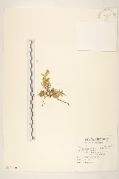 藏品(天蓬草舅)的圖片