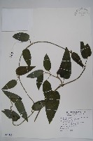 藏品(絨毛芙蓉蘭)的圖片