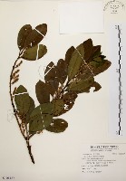 藏品(鼠刺)的圖片