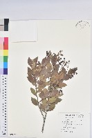 藏品(大葉越橘、來特氏越橘)的圖片