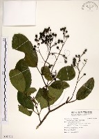 藏品(三葉山香圓)的圖片