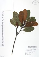 藏品(山欖、樹青)的圖片