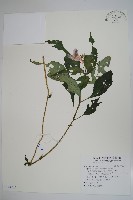 藏品(紫花鳳仙花)的圖片