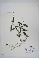 藏品(針刺草)的圖片