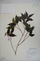 藏品(玉山糯米樹、狹葉糯米樹)的圖片