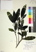 藏品(薄葉玉心花)的圖片