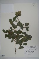 藏品(倒卵葉冬青、金平氏冬青)的圖片