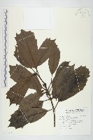 藏品(桃葉珊瑚)的圖片