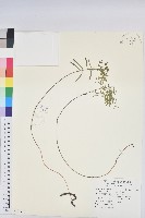 藏品(太魯閣大戟)的圖片