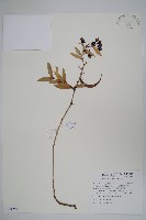 藏品(太魯閣小檗)的圖片