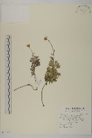 藏品(森氏菊)的圖片