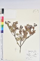 藏品(臺灣大葉越橘)的圖片