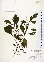 藏品(烏皮九芎、奮起湖野茉莉)的圖片