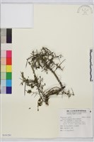 藏品(變葉鼠李)的圖片