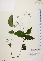 藏品(尖舌草、全唇尖舌苣苔)的圖片