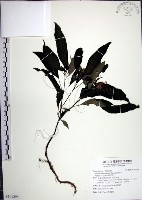 藏品(角桐草、台灣半蒴苣苔)的圖片