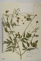 藏品(鬼針)的圖片