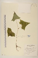 藏品(能高蟹甲草)的圖片