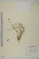 藏品(瓜槌草、漆姑草)的圖片