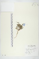 藏品(齒葉南芥、齒葉筷子芥)的圖片