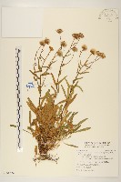 藏品(福山氏飛蓬)的圖片