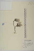 藏品(尼泊爾籟簫)的圖片