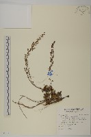 藏品(高山艾)的圖片