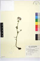 藏品(臺灣烏頭)的圖片