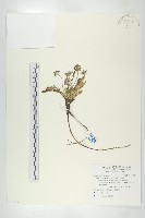 藏品(玉山山蘿蔔)的圖片