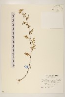 藏品(臺灣劉寄奴)的圖片