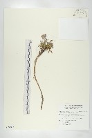 藏品(玉山山蘿蔔)的圖片