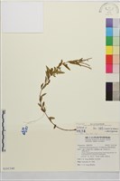 藏品()的圖片