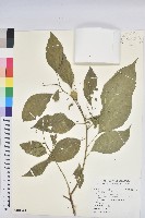 藏品(巴豆)的圖片