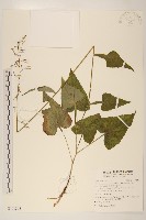 藏品(臺灣福王草)的圖片