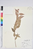 藏品(白珠樹)的圖片